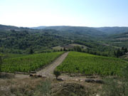 Garage Wine & Spirits :: Сastello dei Rampolla / Кастелло деи Рамполла.